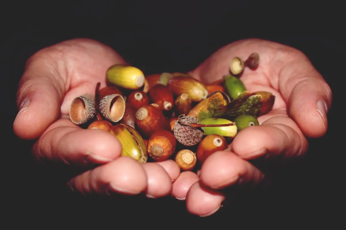 FLG 2026 : Atelier - Les saveurs végétales des bois