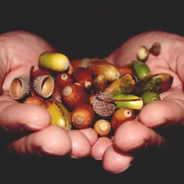 FLG 2026 : Atelier - Les saveurs végétales des bois