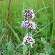 Flore des tourbières et du bocage