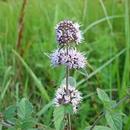 Flore des tourbières et du bocage