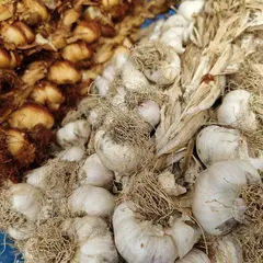 Foire à l'ail d'Arleux