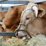 Foire Agricole de Sedan