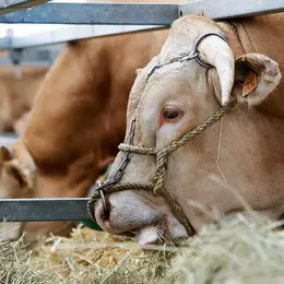 Foire Agricole de Sedan