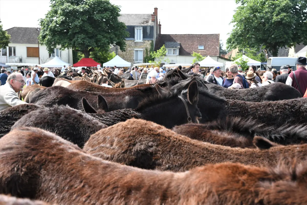 Foire aux ânes et aux mûles