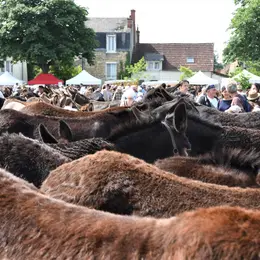 Foire aux ânes et aux mûles