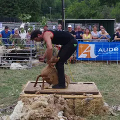 Foire Aux Bestiaux De Missègre