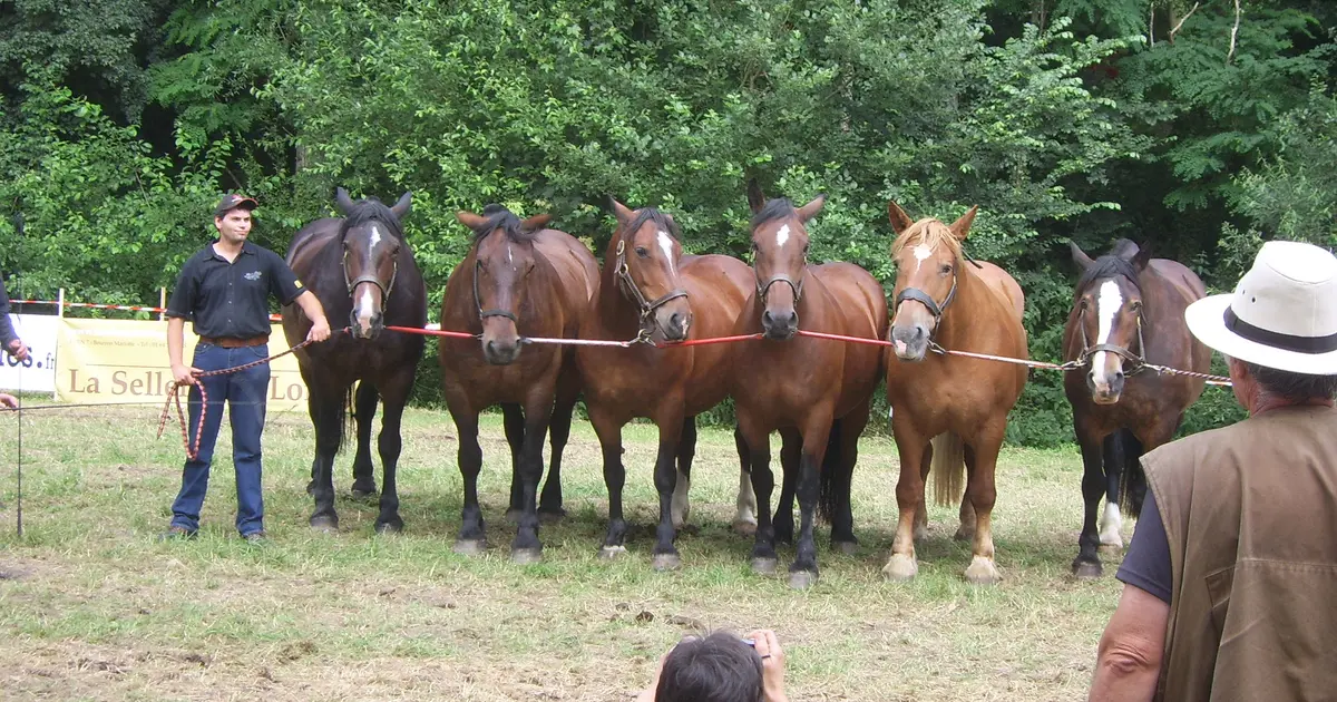 Foire aux bestiaux et concert