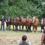 Foire aux bestiaux et concert