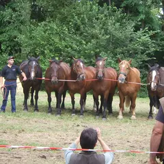 Foire aux bestiaux et concert