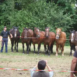 Foire aux bestiaux et concert