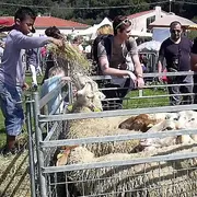 Foire Aux Chevreaux