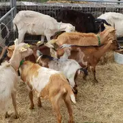 Foire aux Chèvres