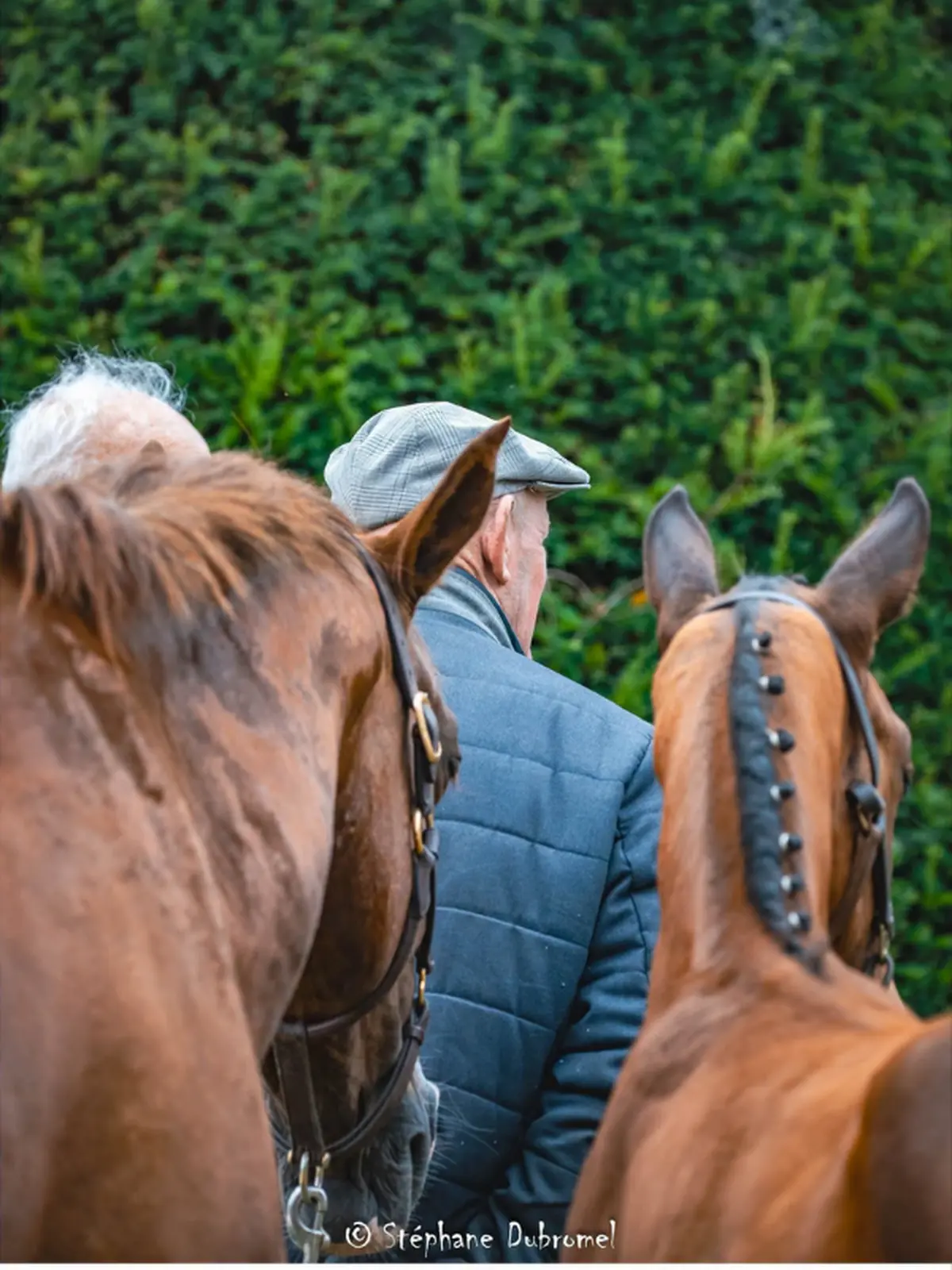 Foire aux foals