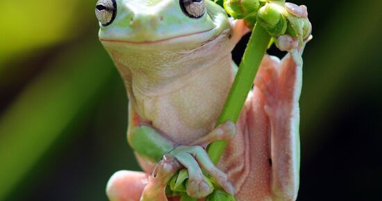 [Coup de ❤️ JDS] Foire aux grenouilles de Vittel 2026