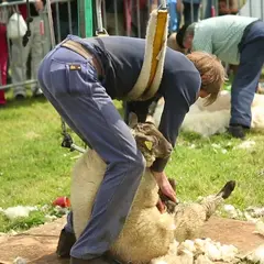 Foire aux moutons de Jobourg