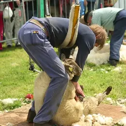 Foire aux moutons de Jobourg