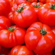 Foire aux tomates