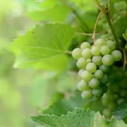 Foire aux vins de Sigoulès