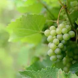 Foire aux vins de Sigoulès