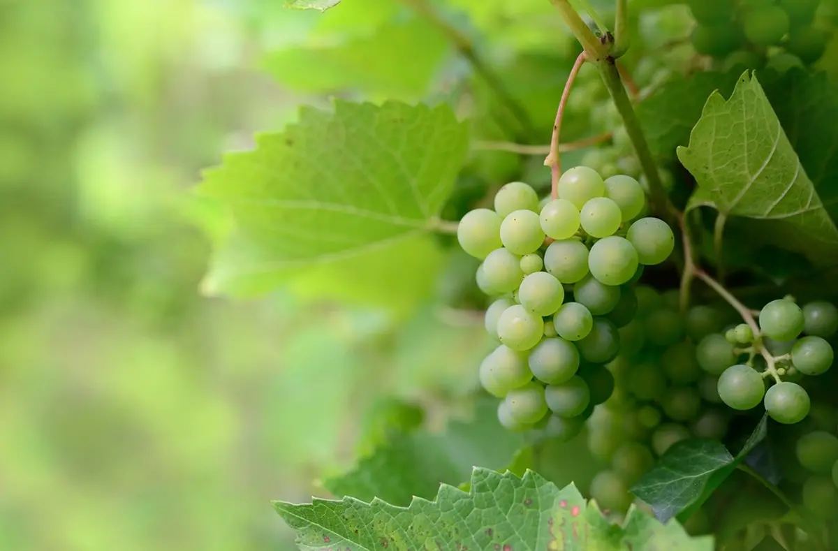 Foire aux vins de Sigoulès