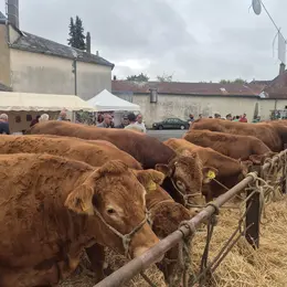 Foire bovine
