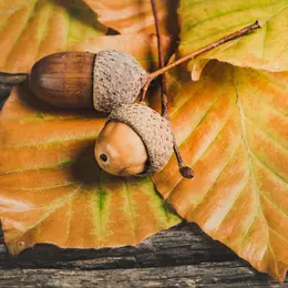 Foire d'automne