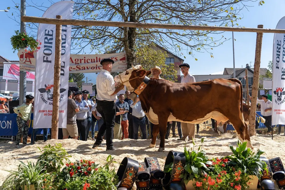Les jeunes agriculteurs s'adonnent à des concours bovins: à celui qui aura la plus belle vache! 