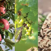 Foire De La Pomme, Du Vin Et Du Riz