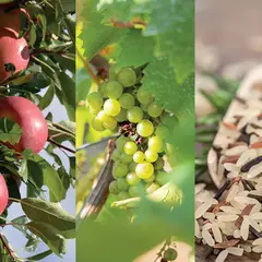Foire De La Pomme, Du Vin Et Du Riz