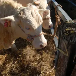 Foire de Poussay 2026