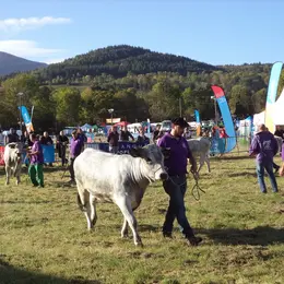 Foire Départementale De L'élevage