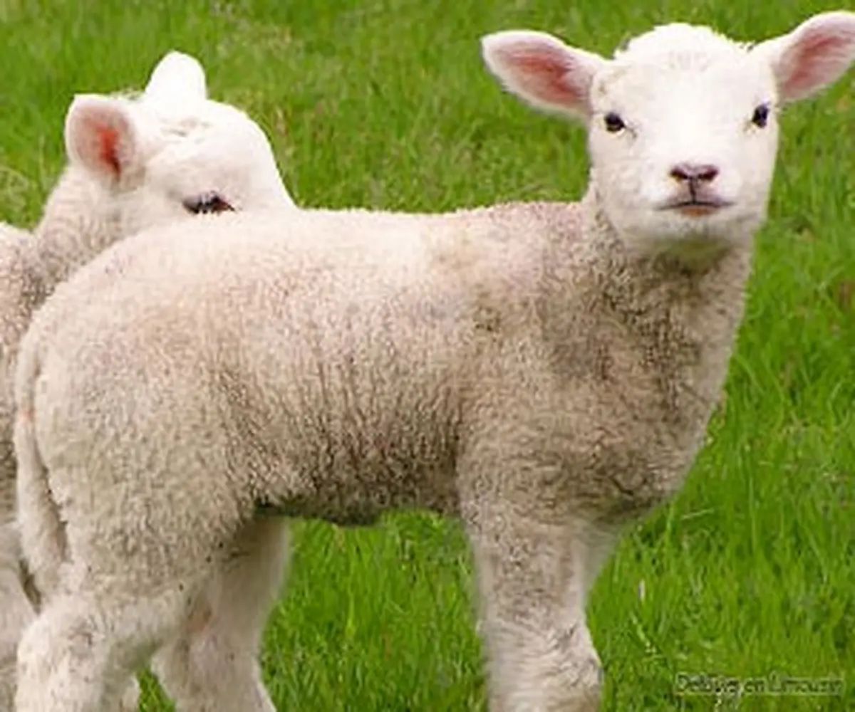 Foire du 1er mai à Meilhards