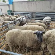 Foire ovine