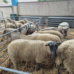 Foire ovine