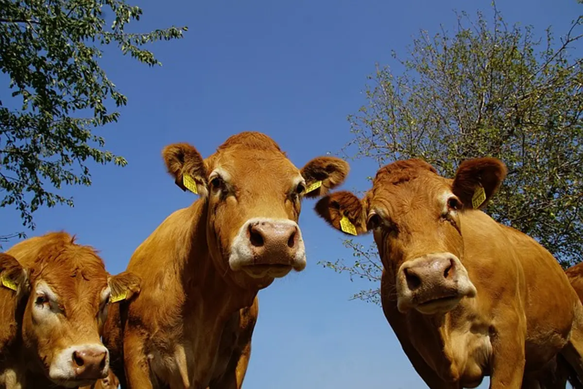 Foire primée aux veaux de lait