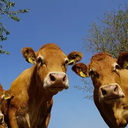 Foire primée aux veaux de lait