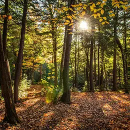 Forêt de Fausses-Reposes