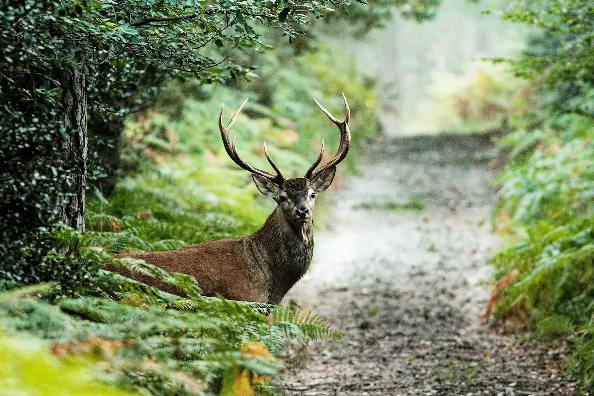 Forêt de Fontainebleau