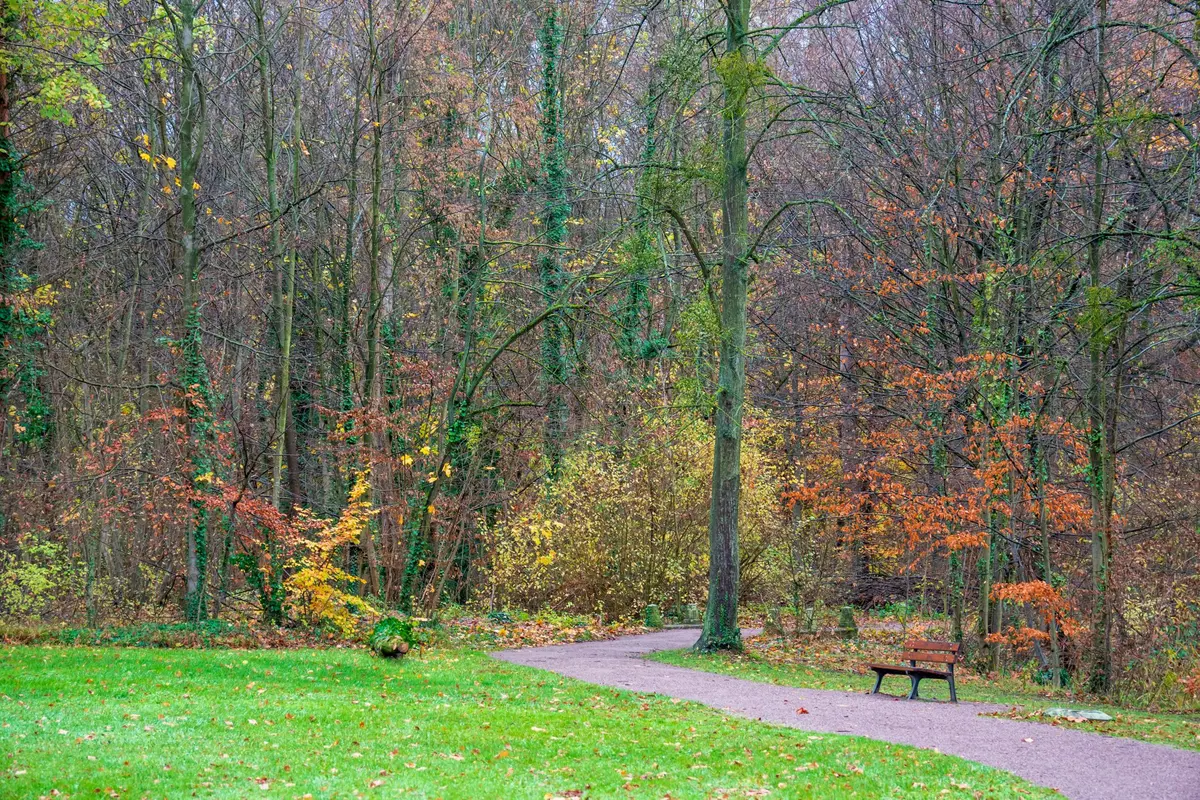 Forêt de la Robertsau