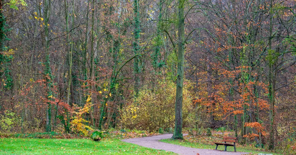 Forêt de la Robertsau