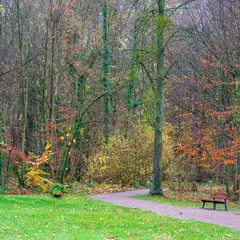 Forêt de la Robertsau