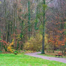Forêt de la Robertsau