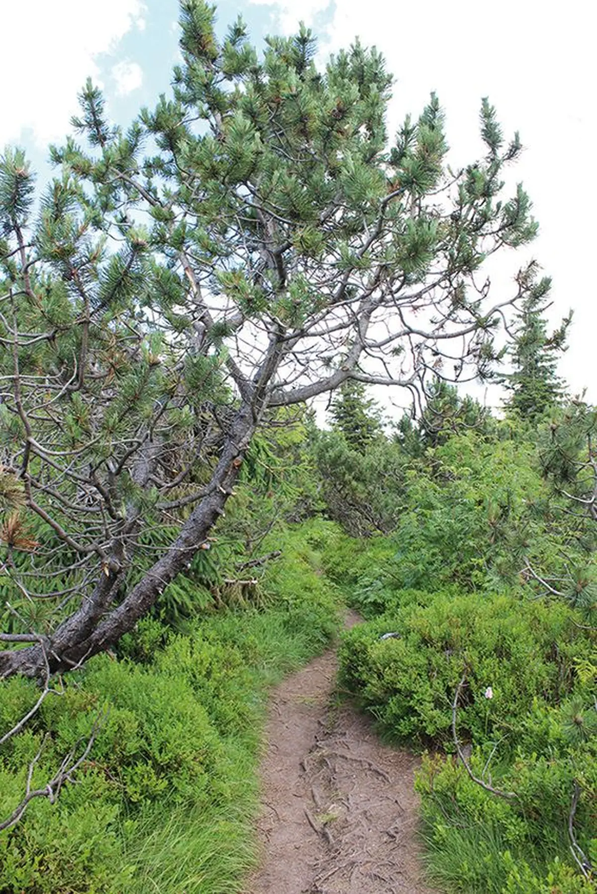  Forêt domaniale des deux lacs 