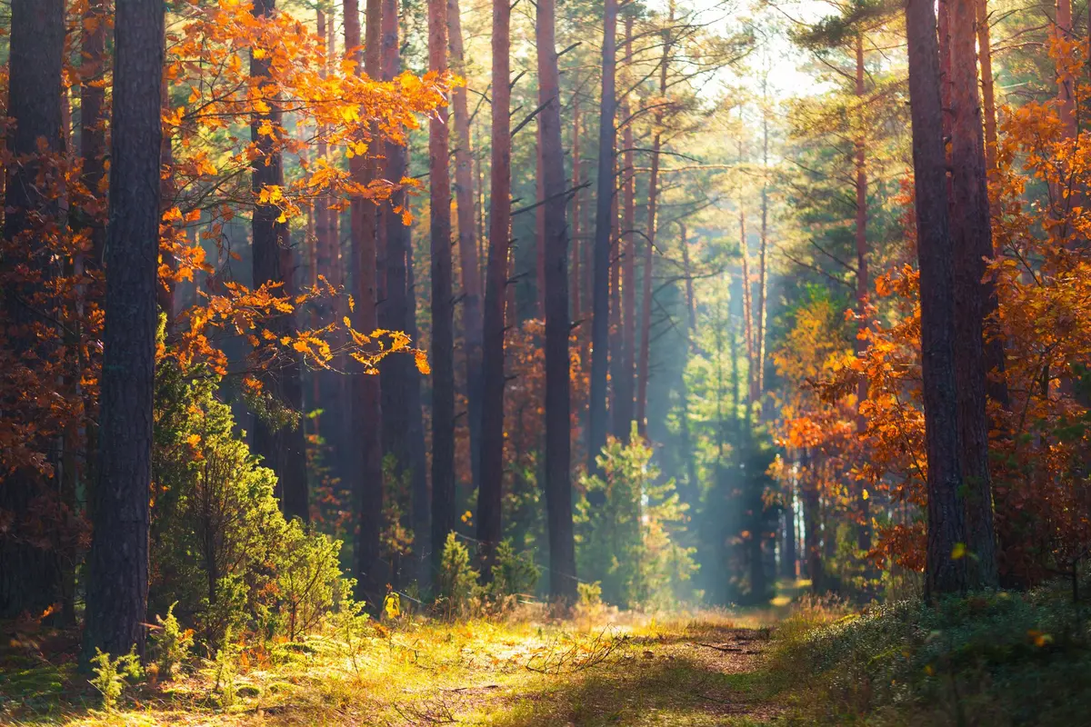 Forêt du Gâvre