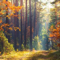 Forêt du Gâvre