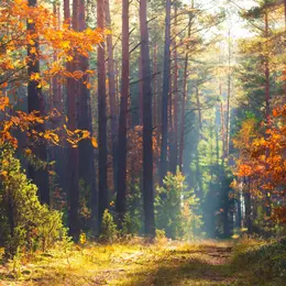 Forêt du Gâvre