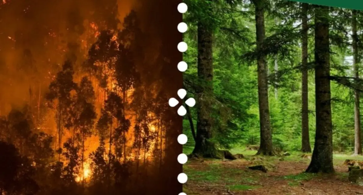 Fôrets Agir ! Et Si On Parlait De Nos Forêts ?