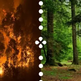Fôrets Agir ! Et Si On Parlait De Nos Forêts ?