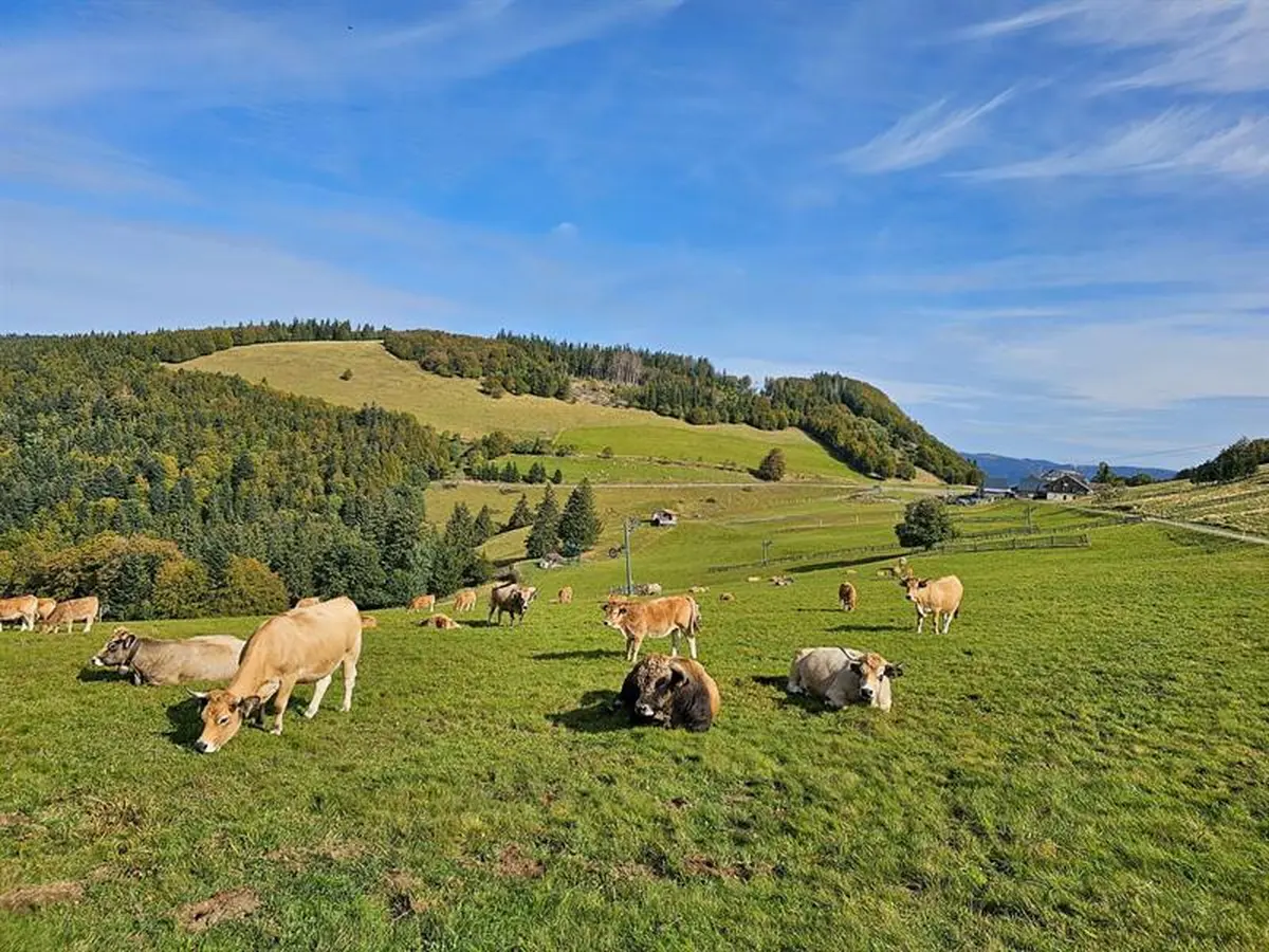 Forêts du Rouge Gazon