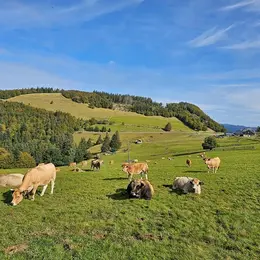 Forêts du Rouge Gazon